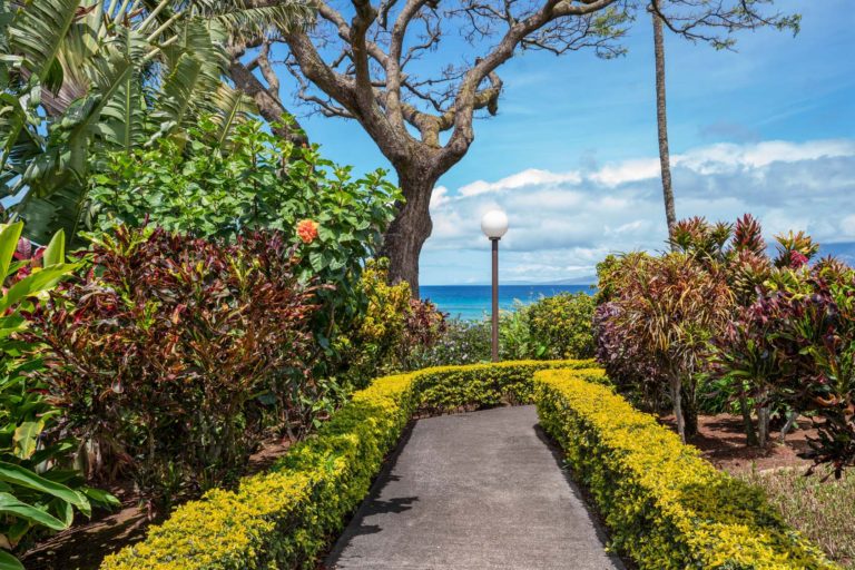 Photo of a pathway surrounded by plants