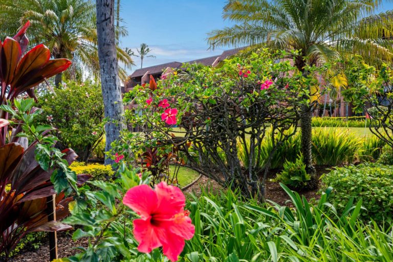 Photo of the garden with hibiscus flower